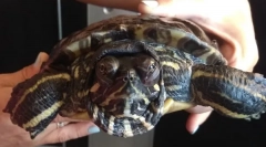 Ile może czerwony żółw bez wody